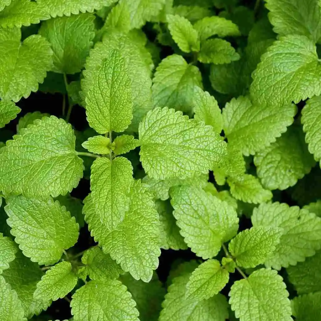 Lemon extract