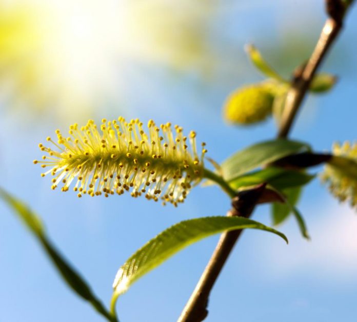عصاره بیدمشک درجه یک