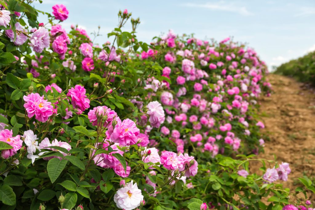 گیاه شناسی گل محمدی