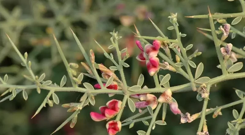 عرق خارشتر