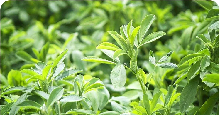 Alfalfa extract