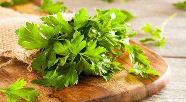 Coriander extract