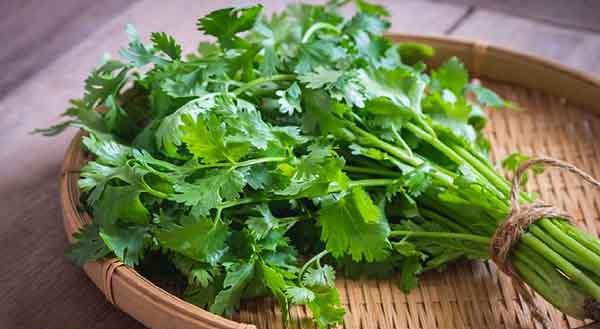 Coriander 450cc