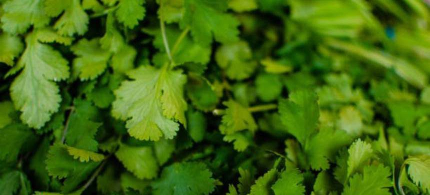 Coriander