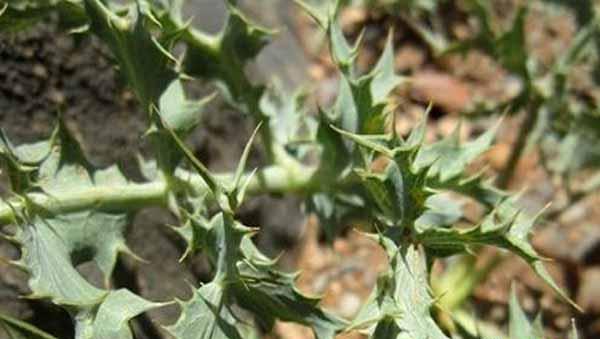 Khusharizeh Extract (Tuluq Oti)