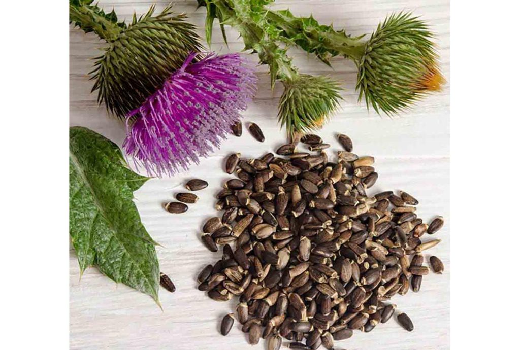 Milk Thistle Extract