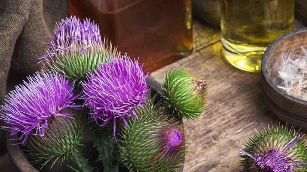Milk Thistle 250cc