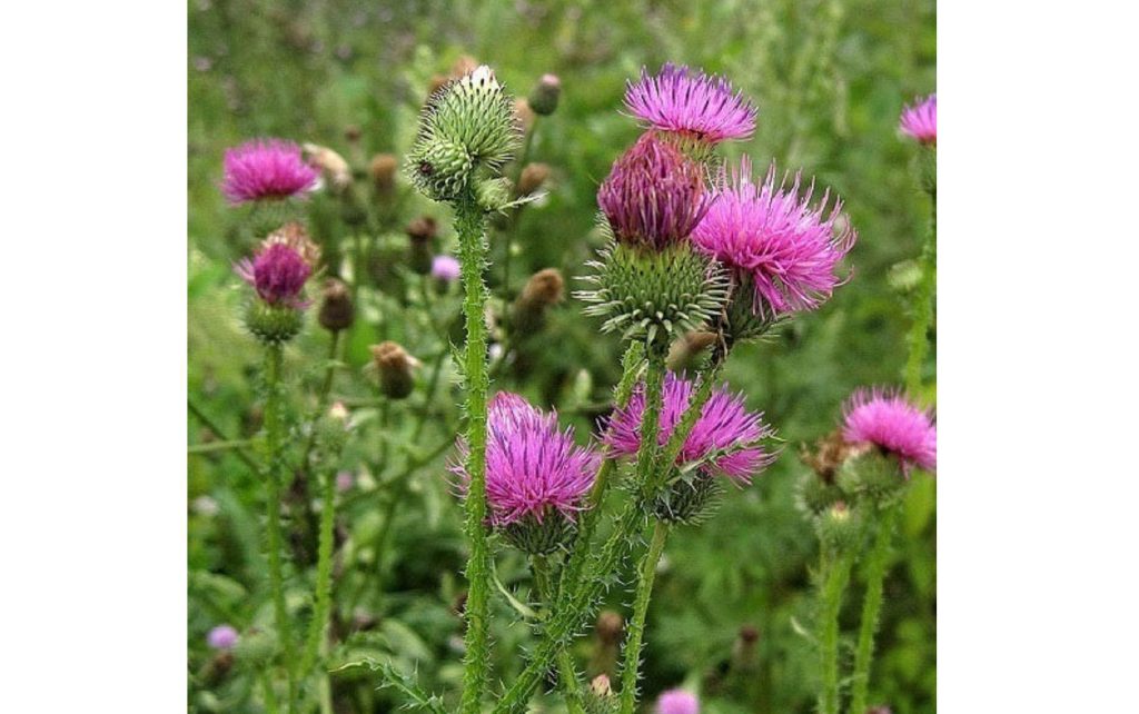 Milk Thistle