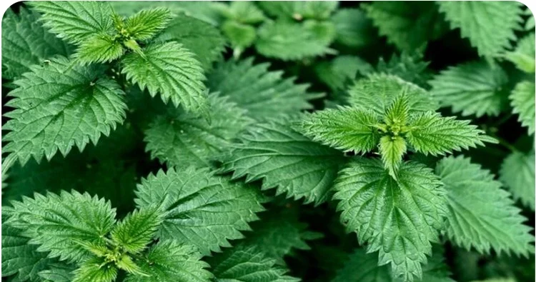 concentrated nettle root juice 250cc