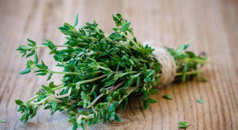Shirazi Thyme Extract